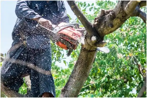 tree services Falls Creek